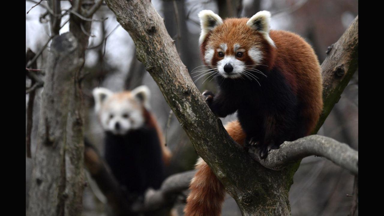 As of 2018, fewer than 10,000 remain in the wild. Encouragingly though, the benefits of conservation are said to be visible already with new red panda sightings in project areas. Here, two Red Pandas are climbing trees in their enclosure in Berlin's Tierpark zoo in 2018. Photo: AFP